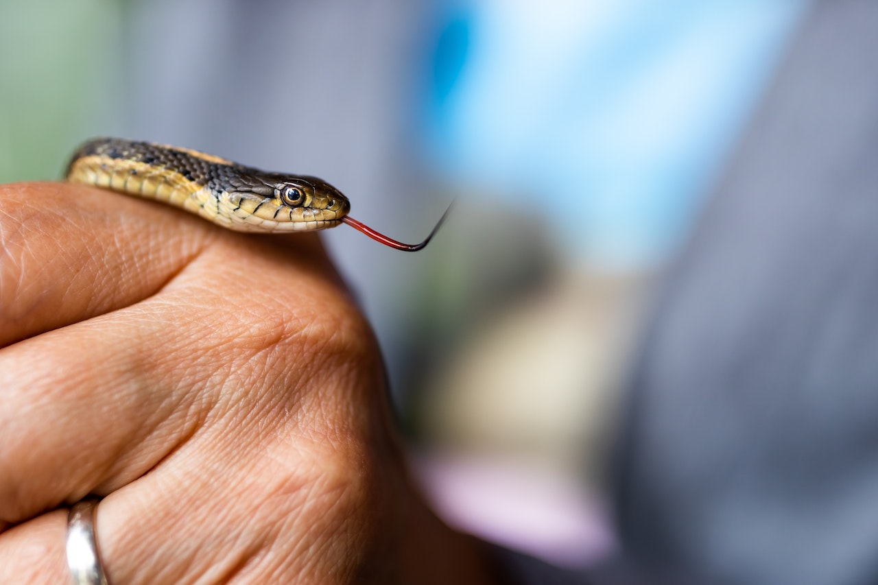 A Close-Up Shot of a Person Holding a Snake