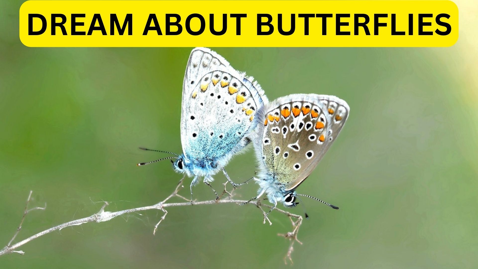 Dream About Butterflies Meaning - Related To Transformation