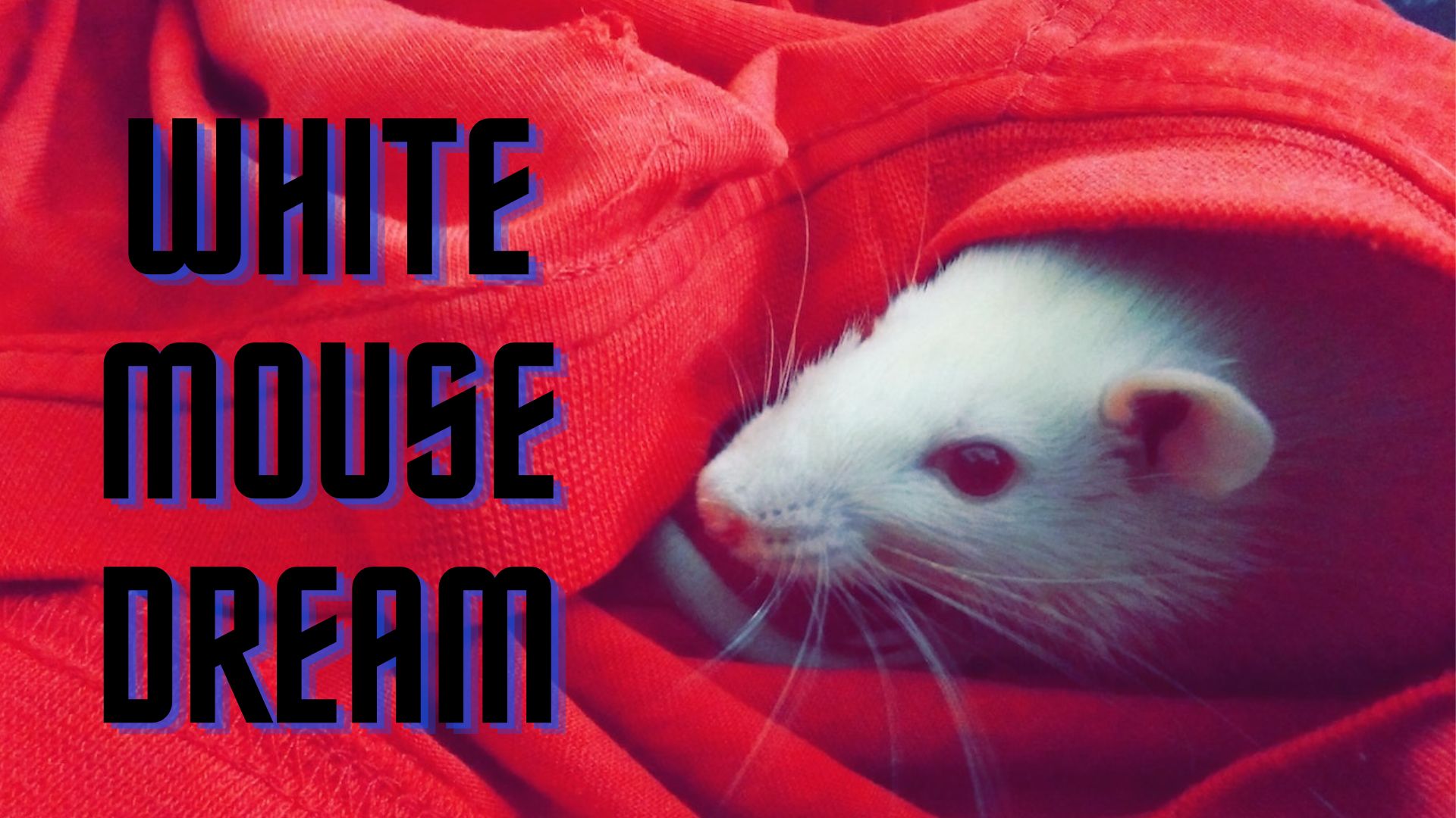 White Mouse Dream - A Warning About Hypocrisy
