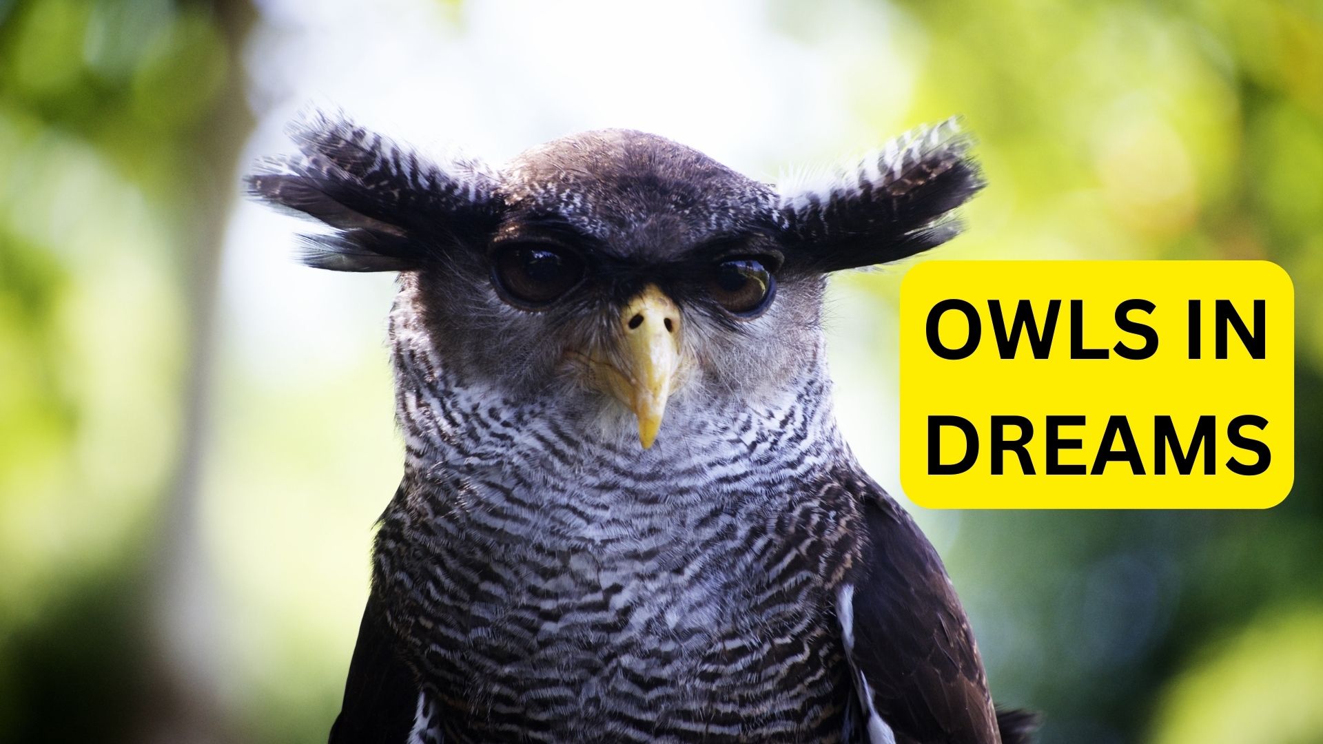 Owls In Dreams - Symbolism And Spiritual Meaning