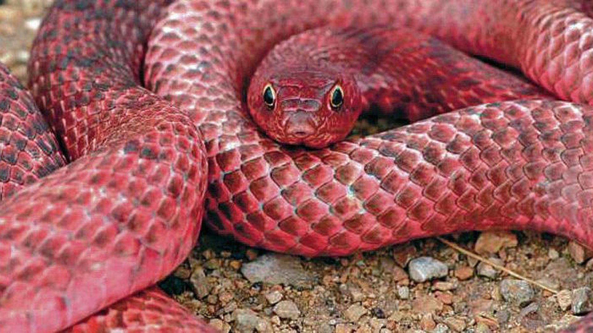 A red snake chilling in the ground