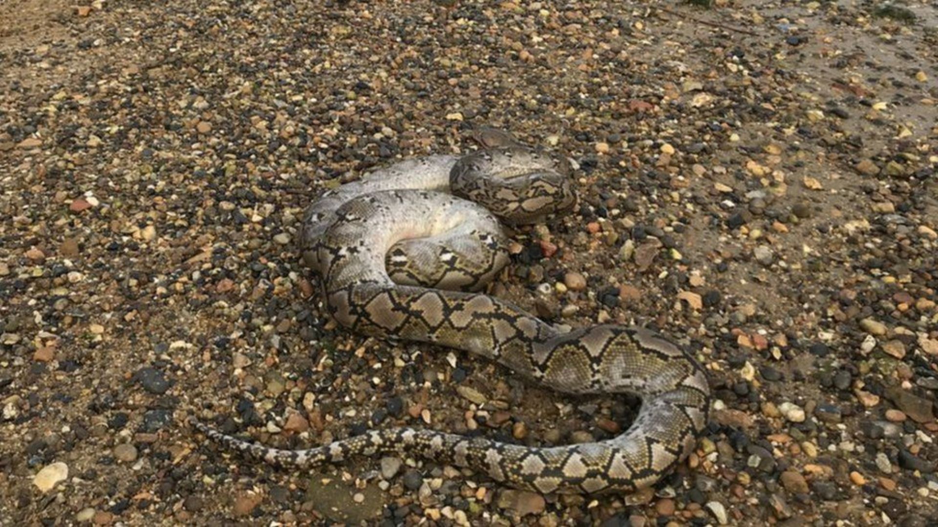 Dead Snake On A Rocky Ground