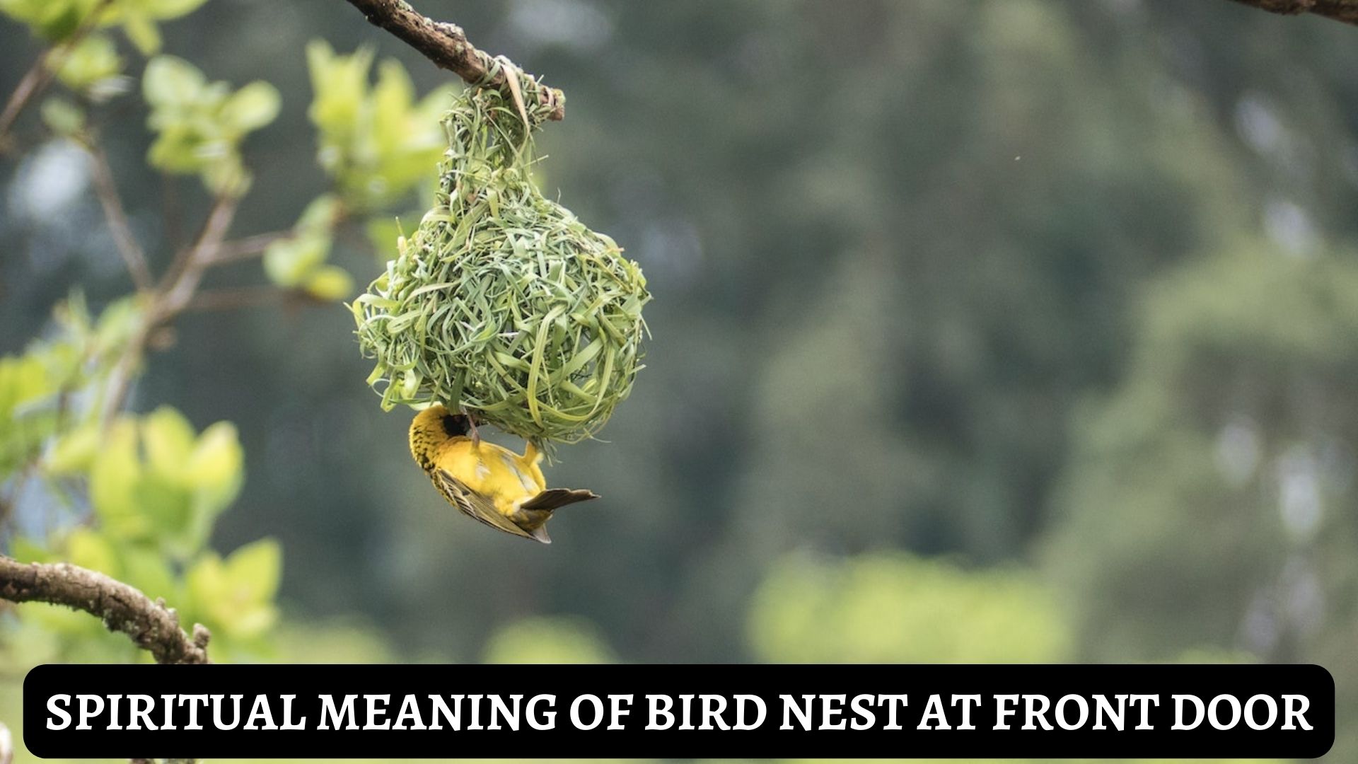 Spiritual Meaning Of Bird Nest At Front Door - Symbol Of Good Luck