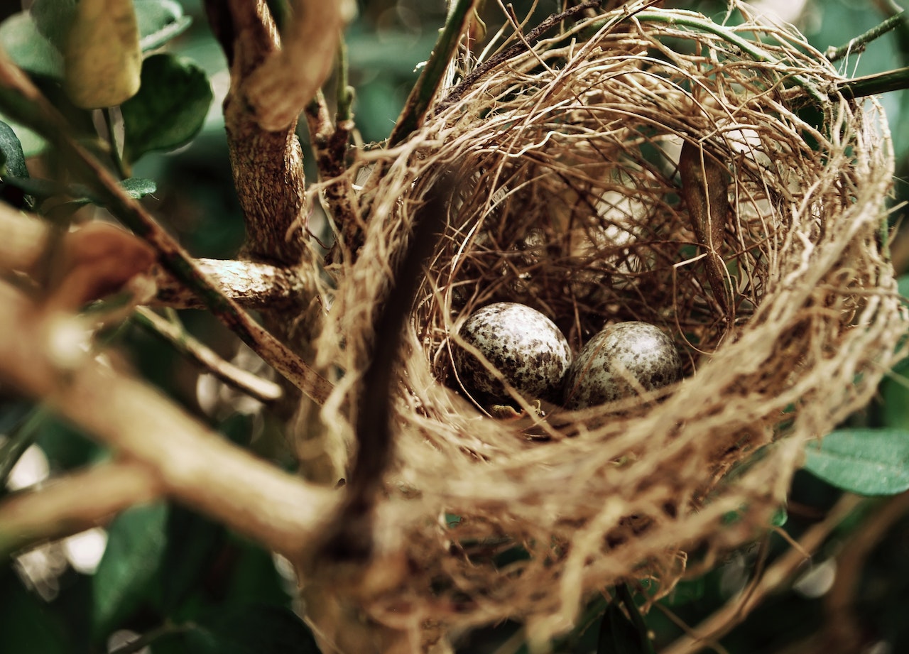 Two Bird Eggs on a Nest