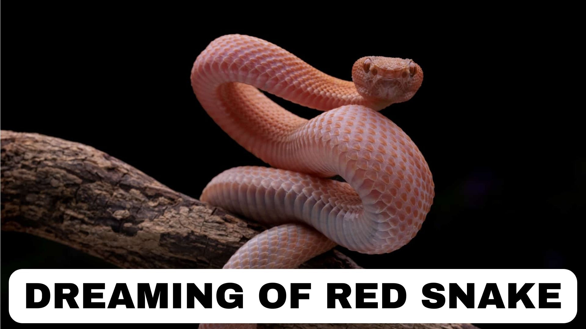 Dreaming Of Red Snake - Interpretation & Symbolism
