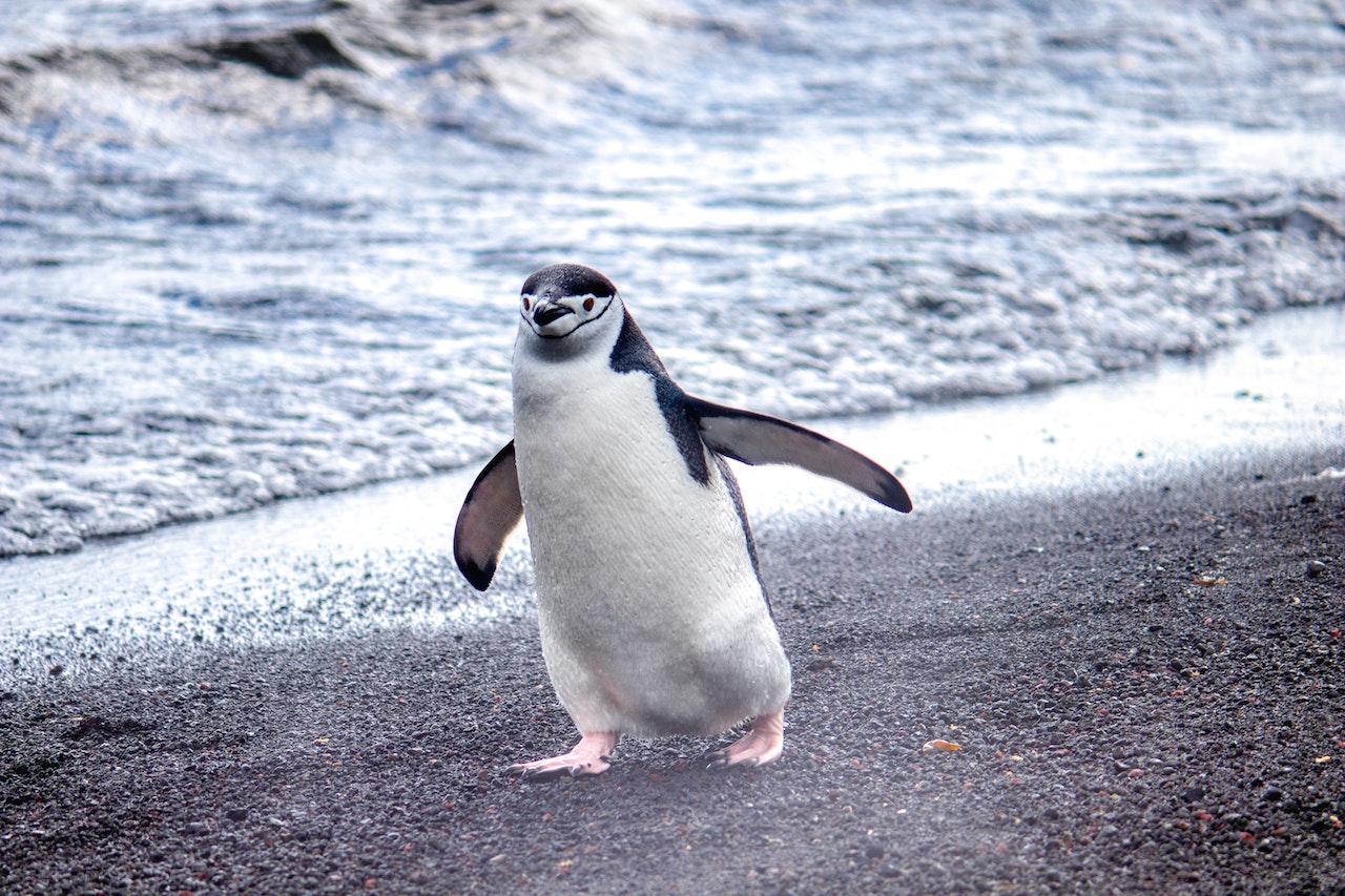 Penguin Happily Walking on the Seashore