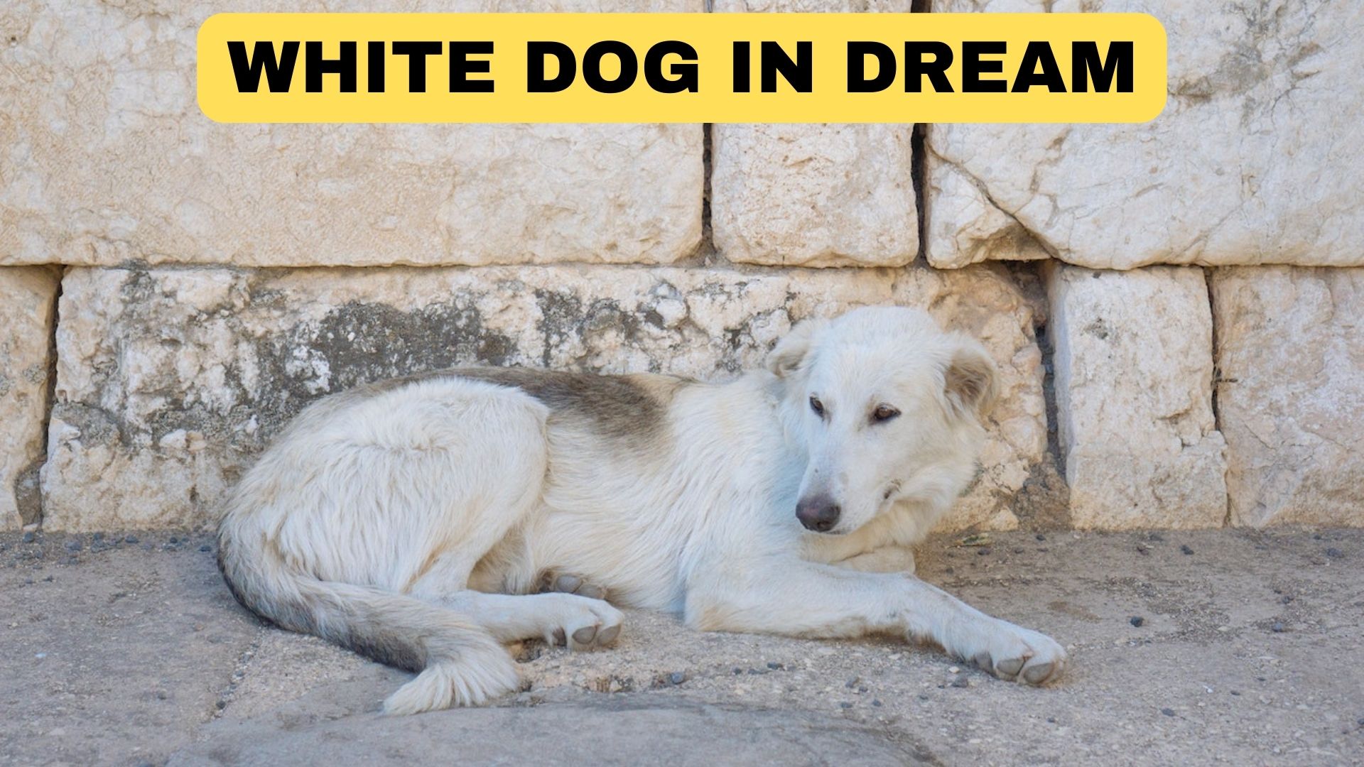 White Dog In Dream - A Sign Of Peace And Satisfaction