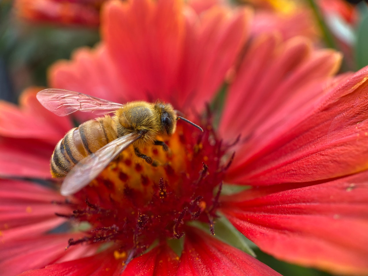 Honeybee Perched on a Red Flower