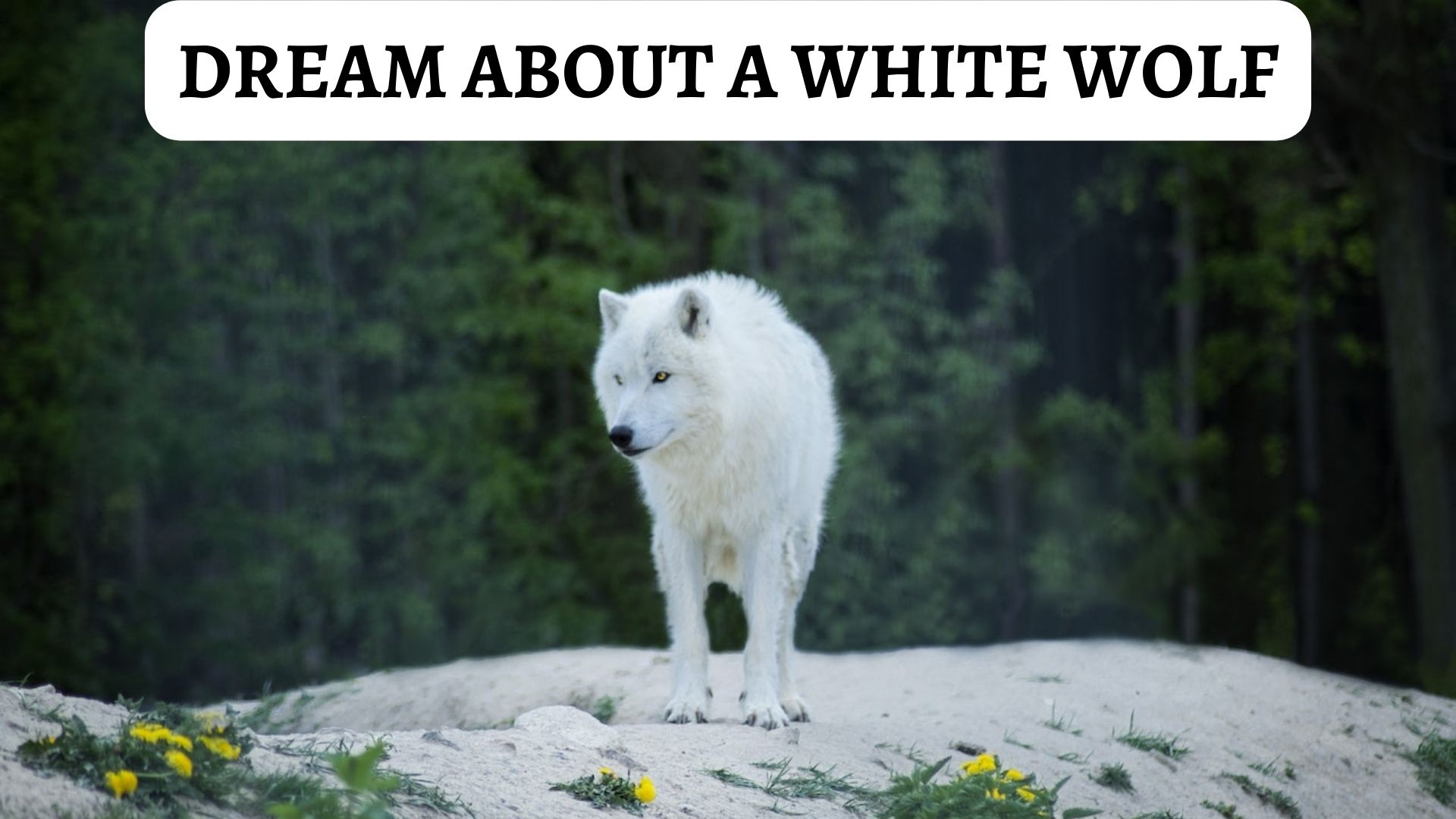 Dream About A White Wolf - Meaning And Symbolism