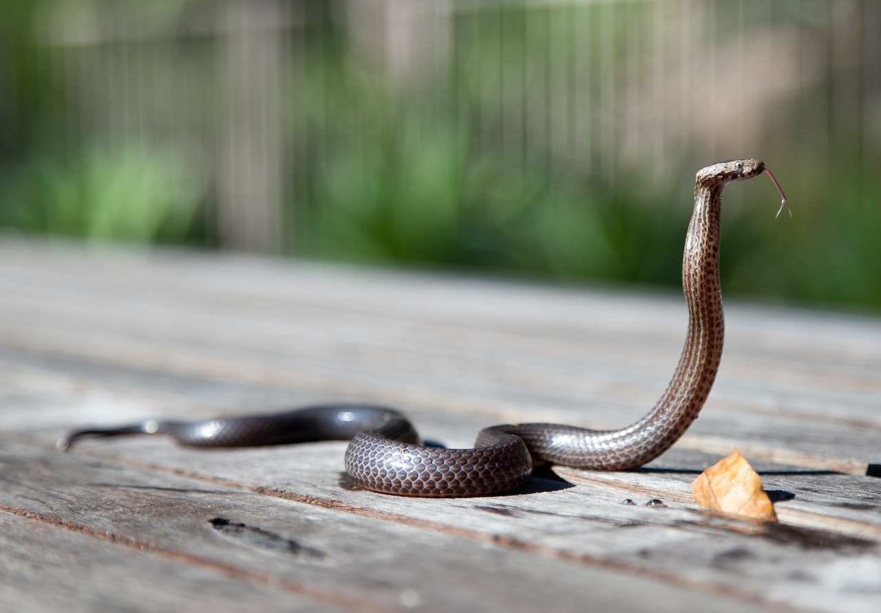 Black Snake Crawling On A Wooden Floor