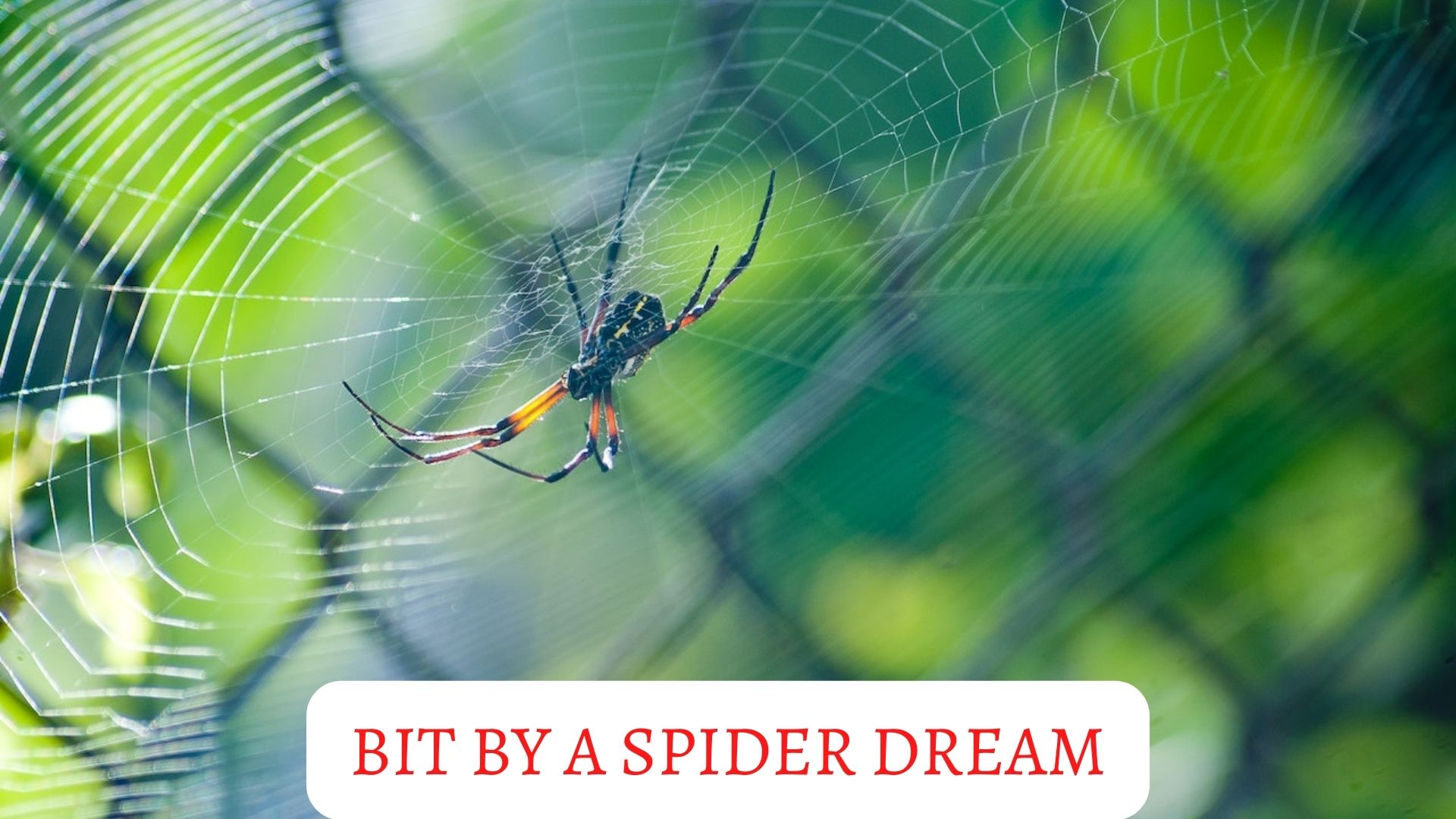 Bit By A Spider Dream Meaning - Dangerous Possibilities And Lurking Evil