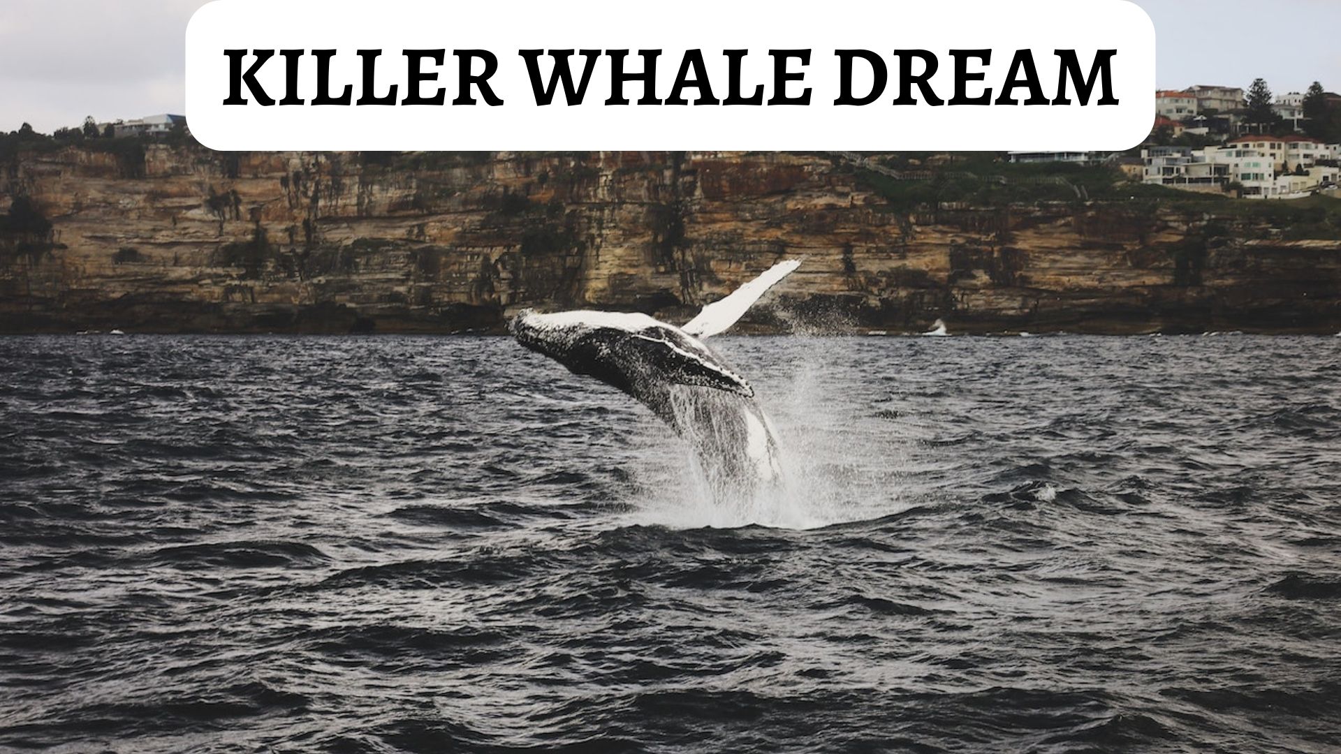 Killer Whale Dream - Interpretation And Meaning