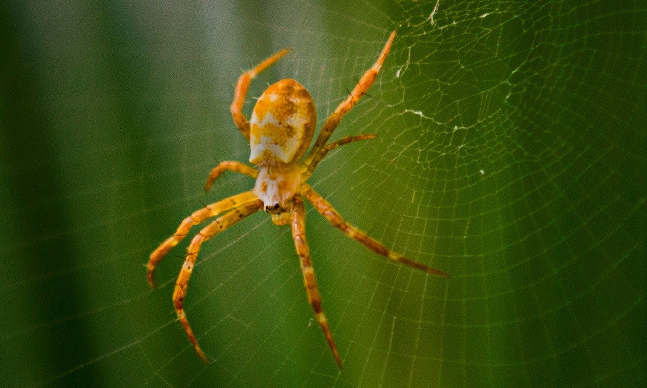 Argiope Spider on Its Web