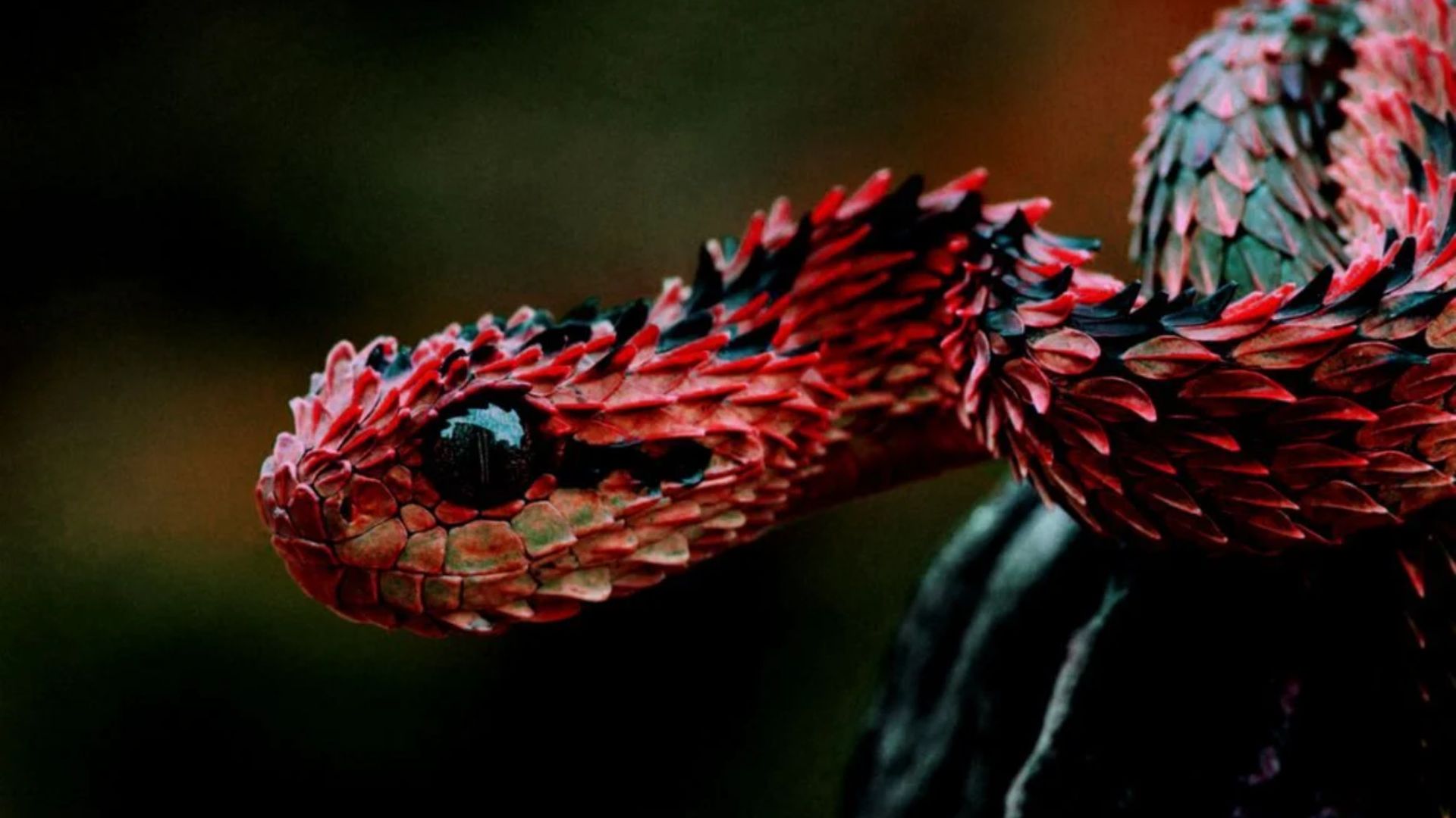 Red Snake With A Spiky Skin