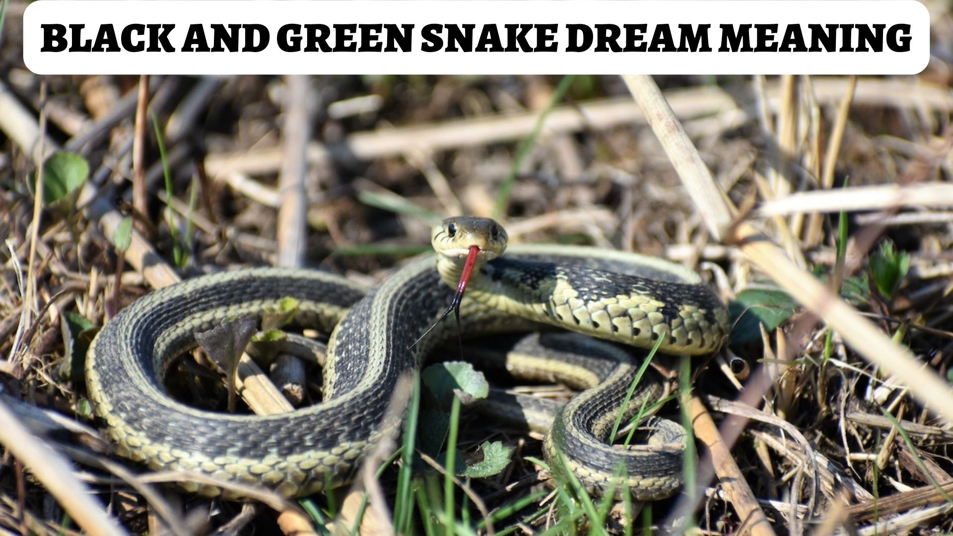 Black And Green Snake Dream Meaning & Interpretation