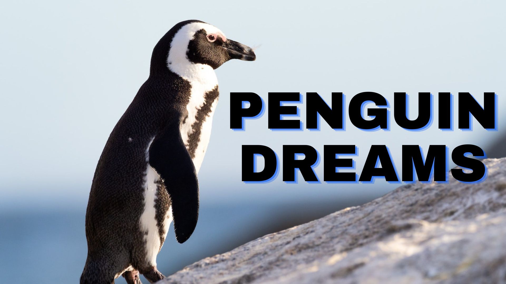 Penguin Dreams - True Meaning And Right Interpretation