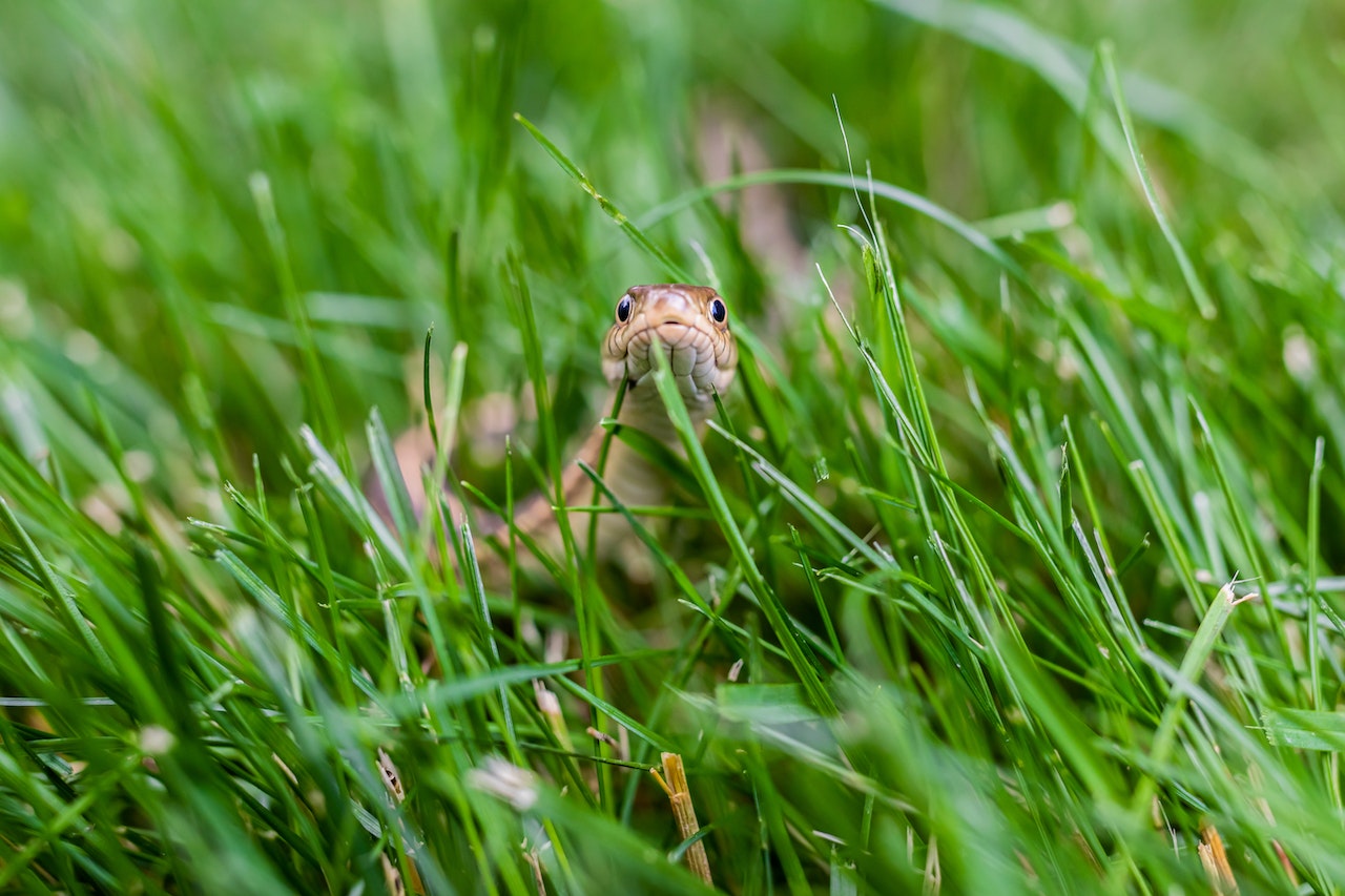 Snake Crawling in Grass