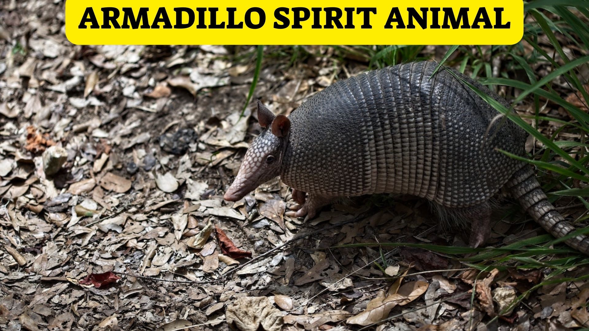 Armadillo Spirit Animal - A Symbol Of Safety