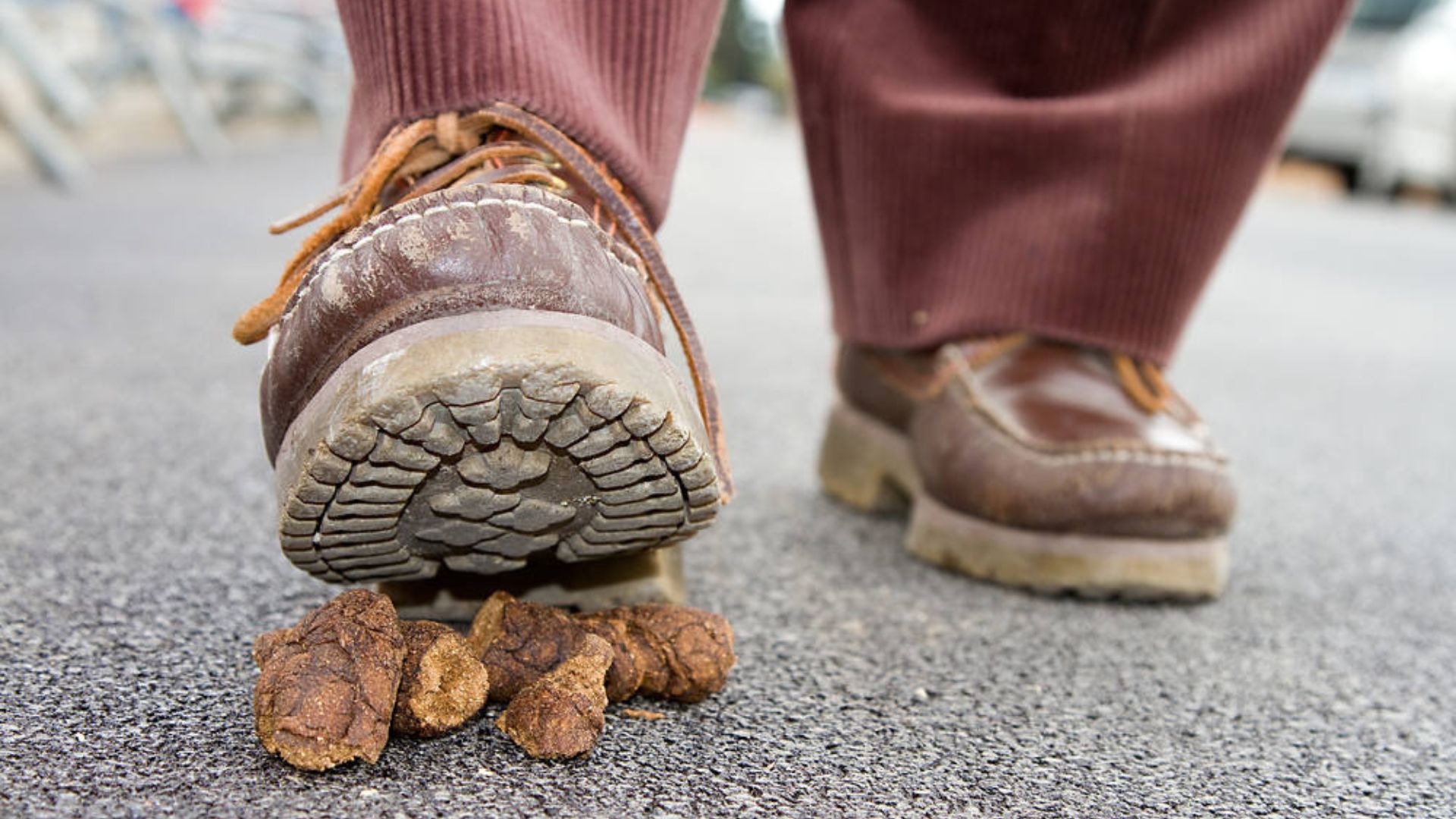 Man With Brown Shoes Stepping On Poop