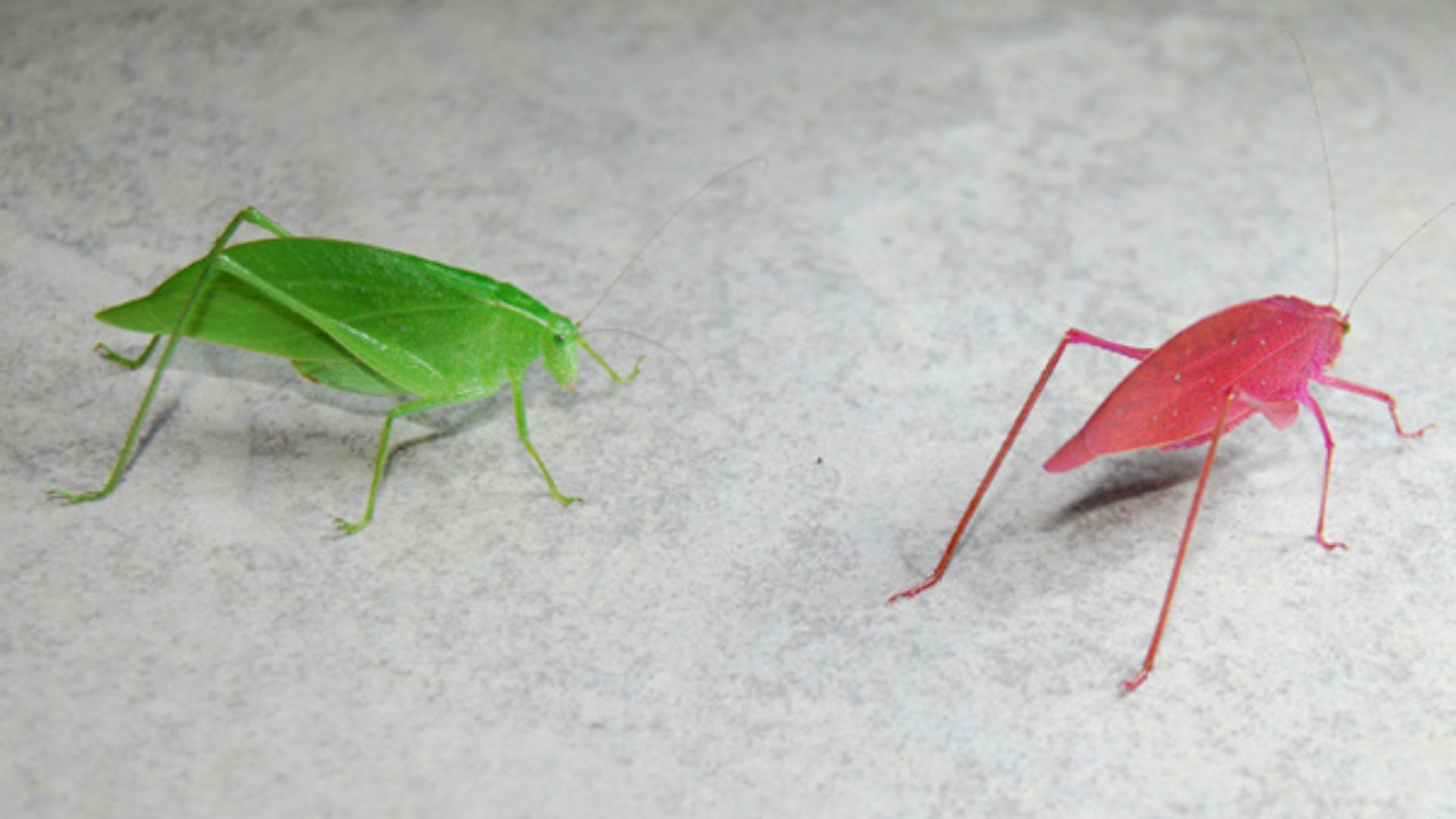Close-up Of Two Different Color Of Katydid