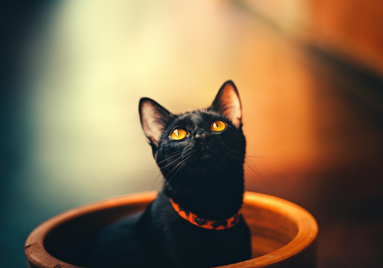Selective Focus of Bombay Cat