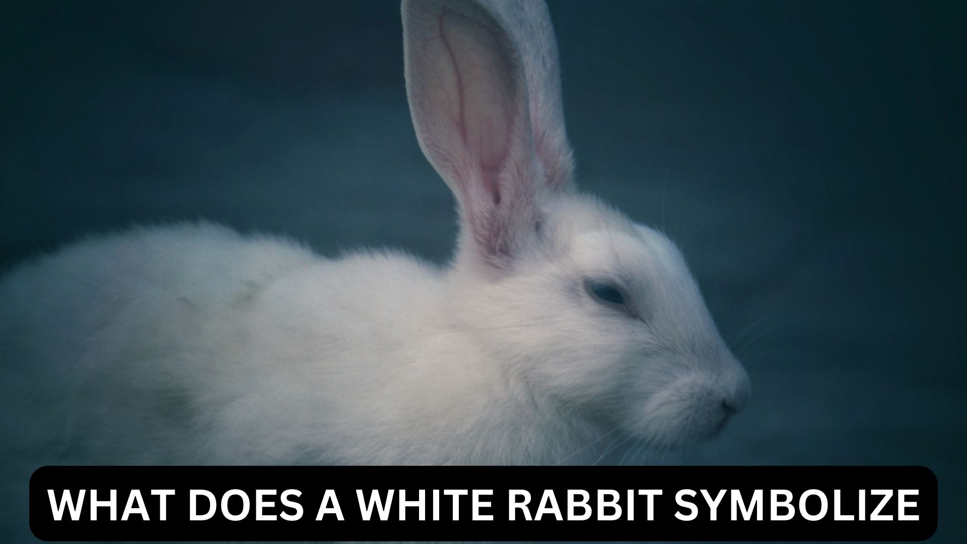 What Does A White Rabbit Symbolize 
