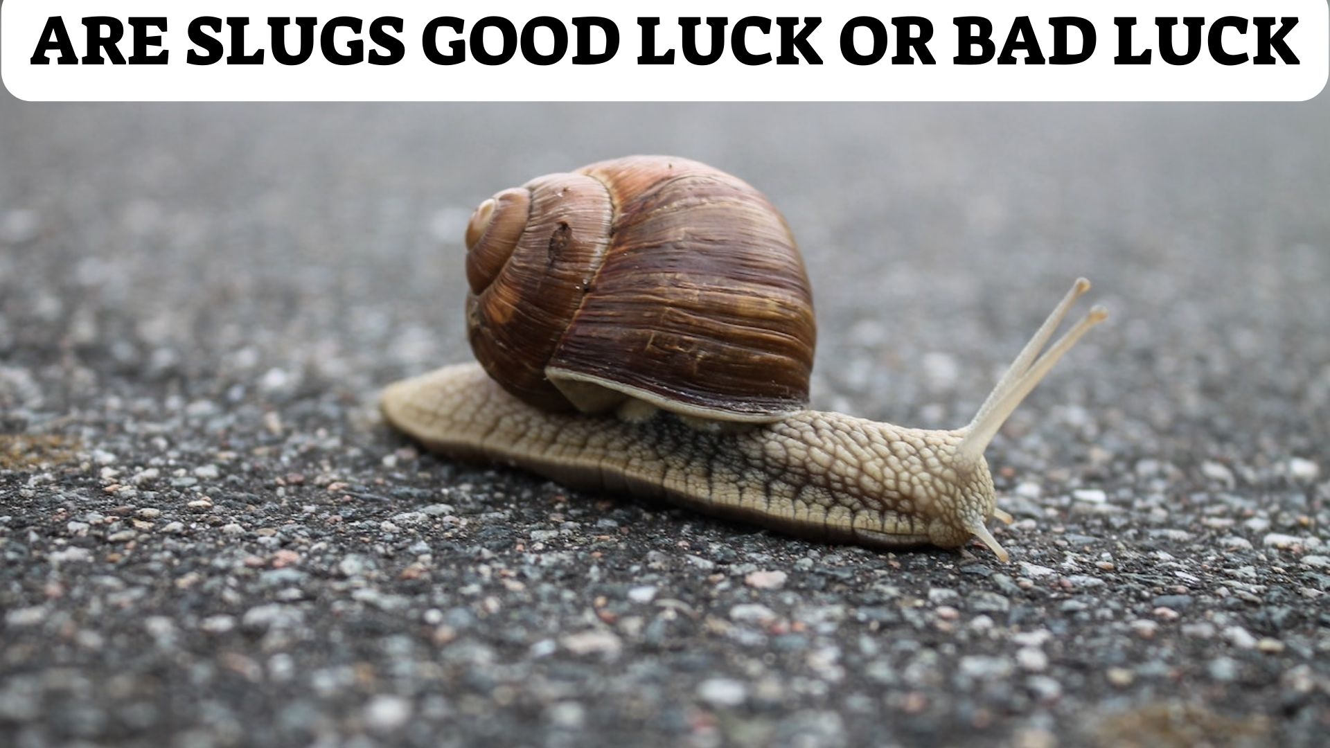 Are Slugs Good Luck Or Bad Luck?