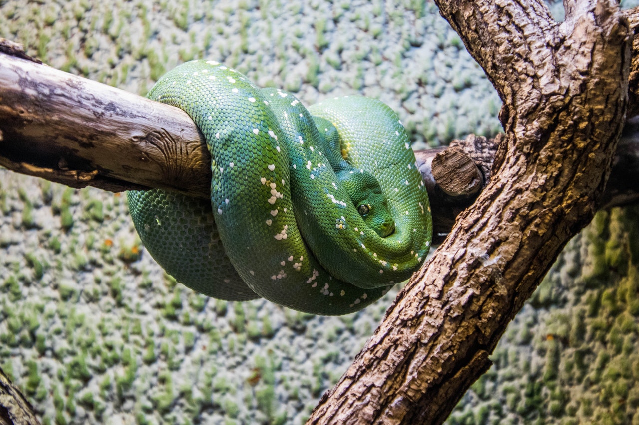 Green Snake on the Tree Branch.jpg