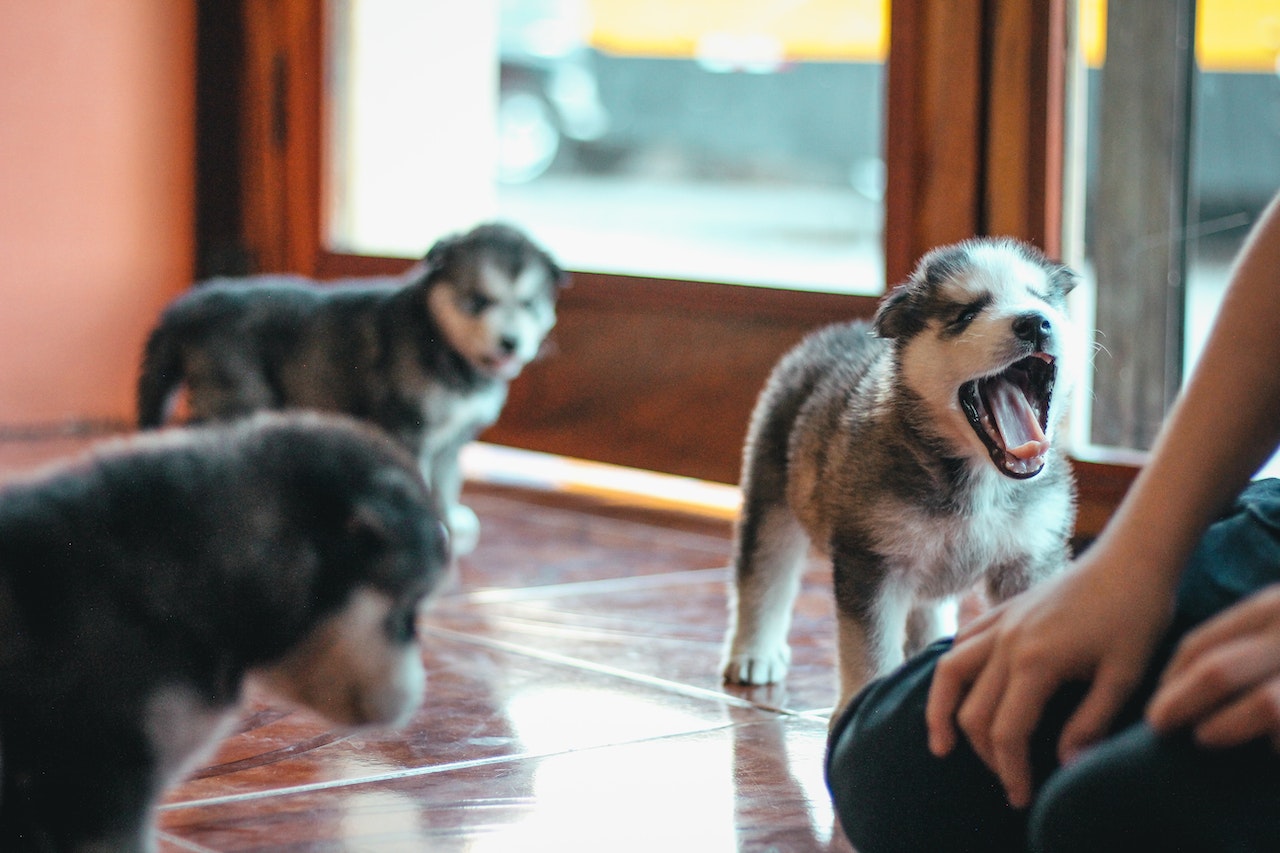 Husky Puppies with a Person Near Wall Windows