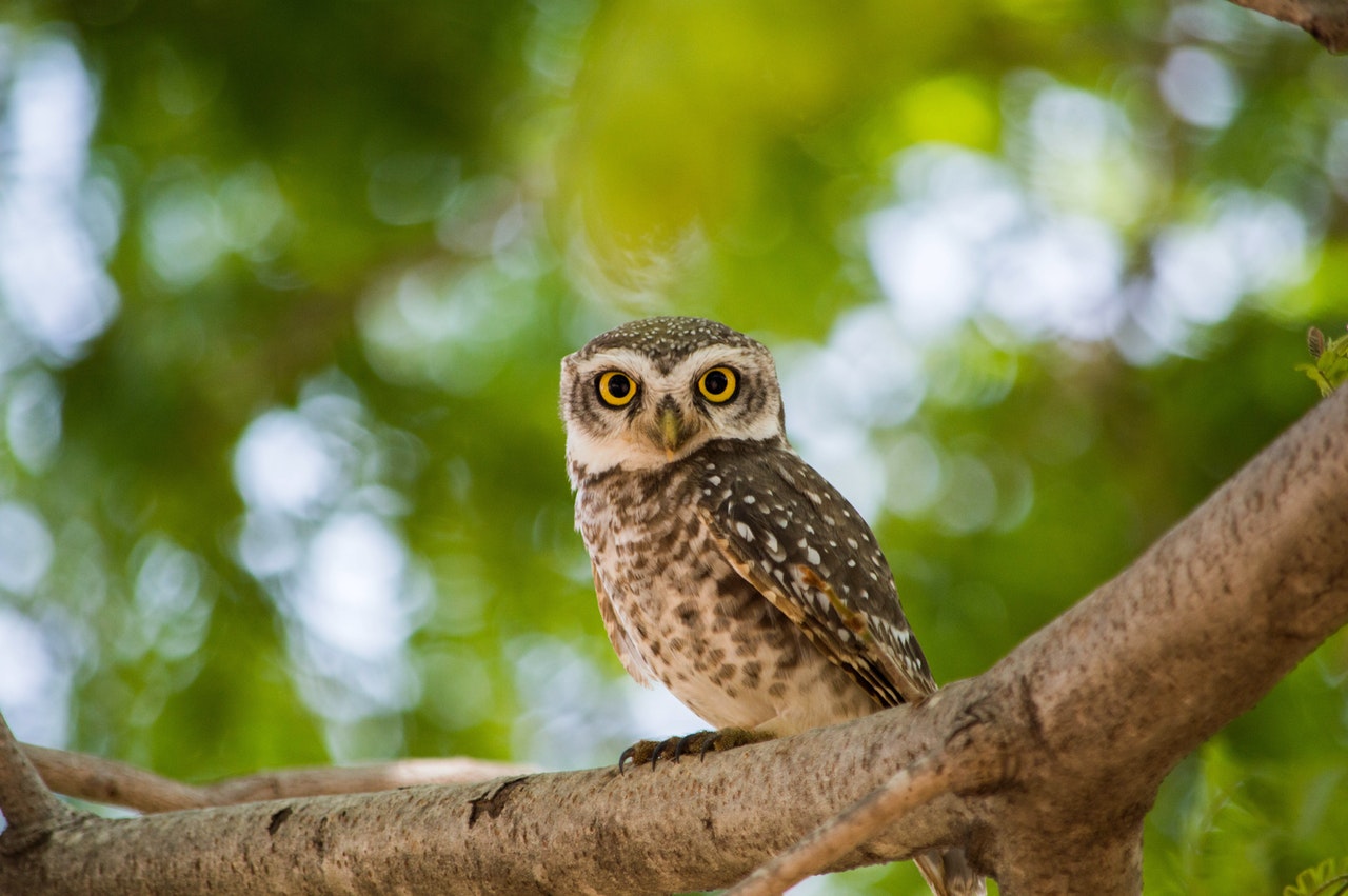 A Brown Owl On A Tree Branch