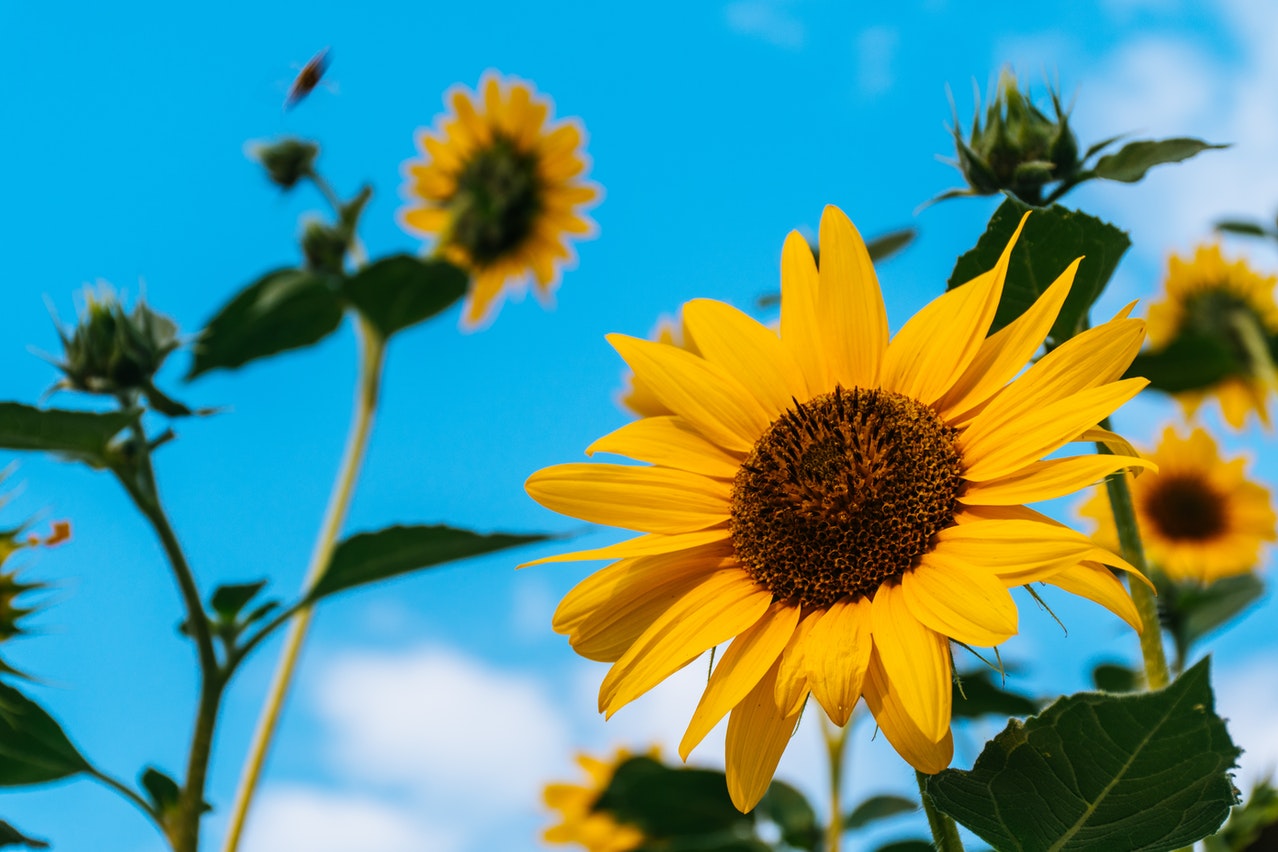 Sunflowers under blue sky