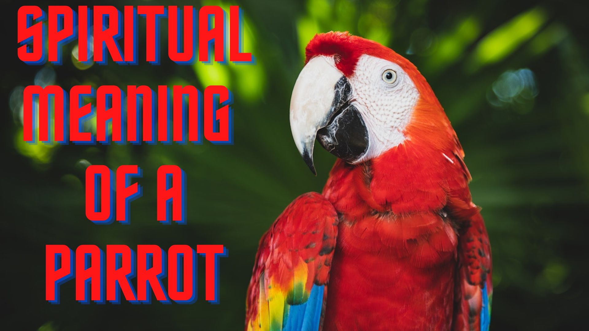 Spiritual Meaning Of A Parrot - Connection Between Nature And Spirit