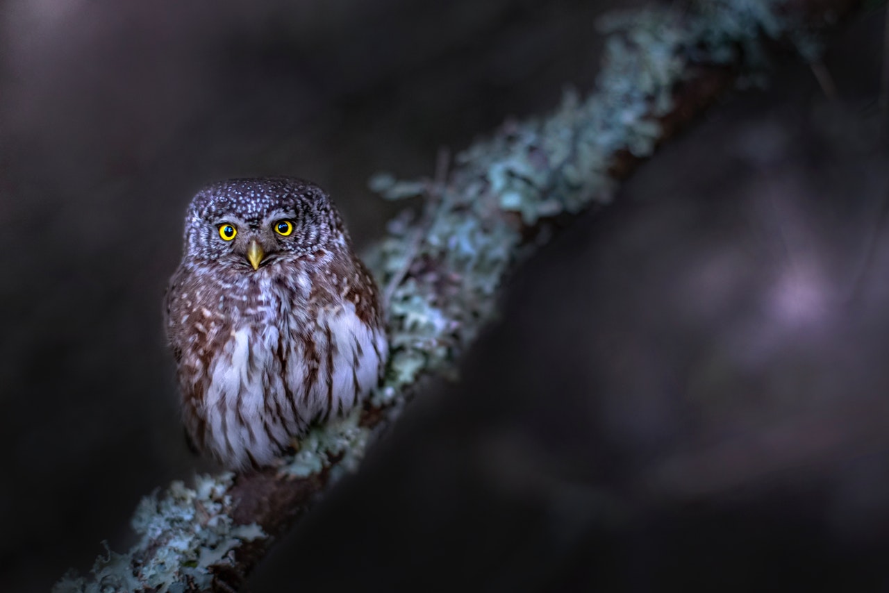 Pigmy Owl Perched on a Tree Branch
