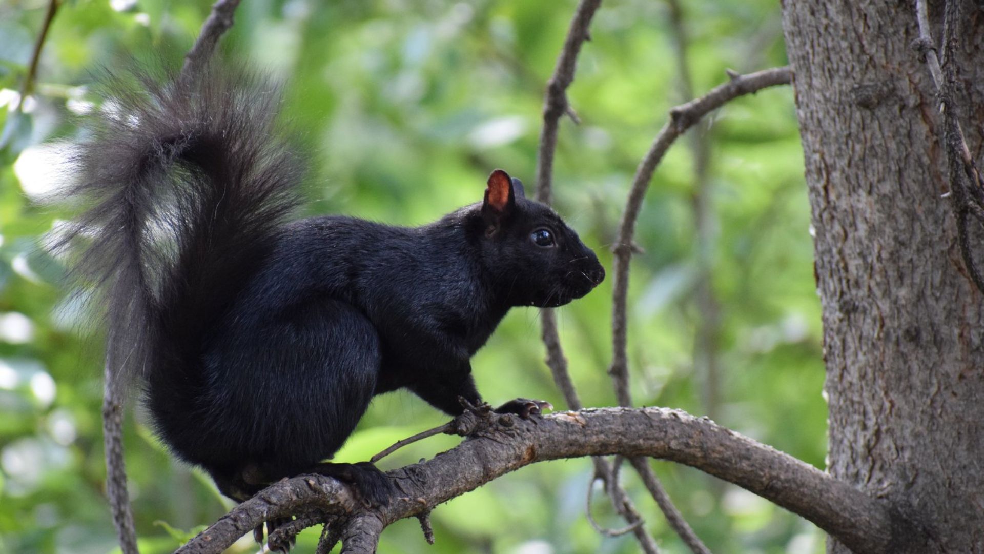 Black Squirrel Sitting On Tree Branch