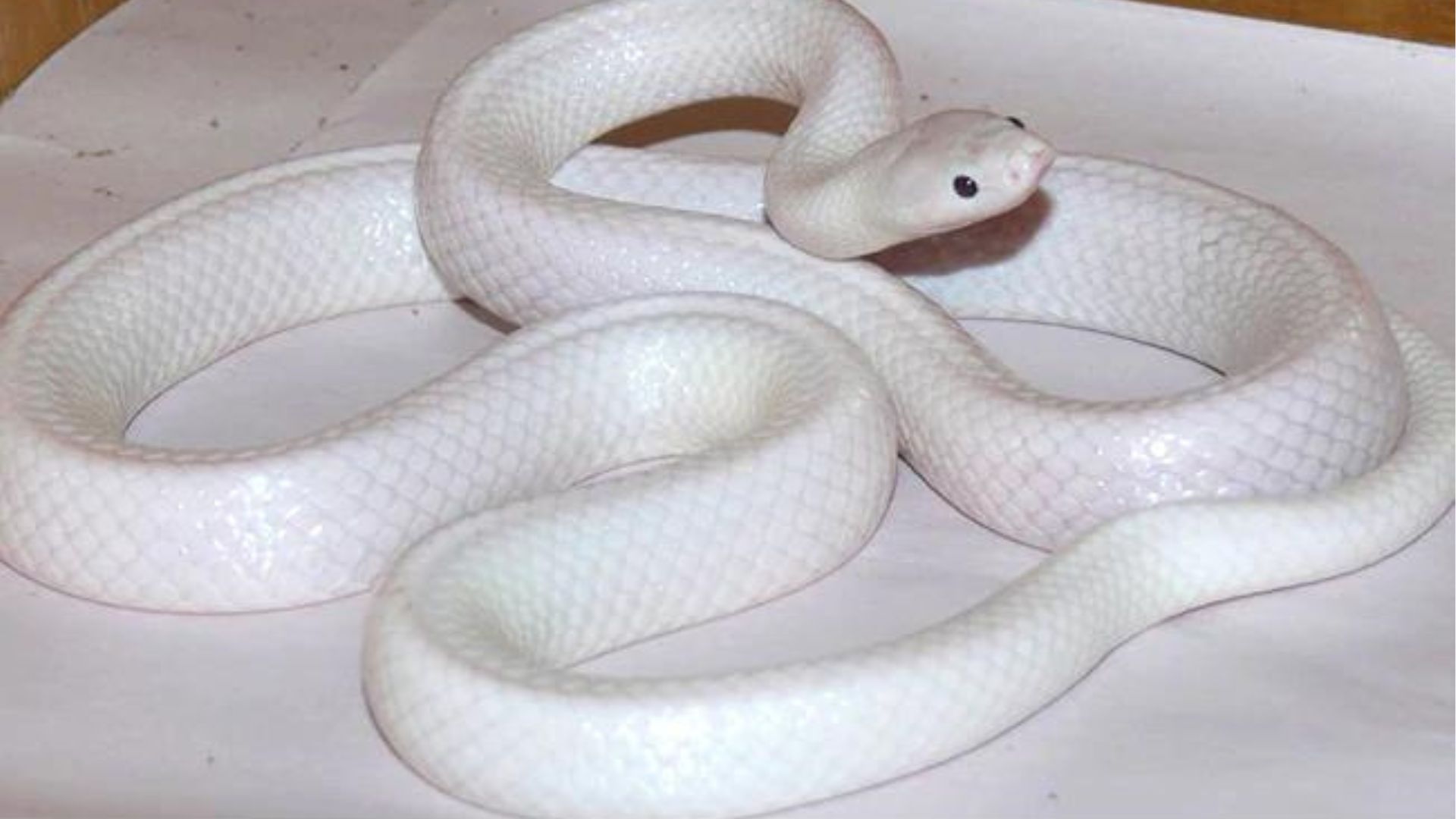 White Snake On White Table