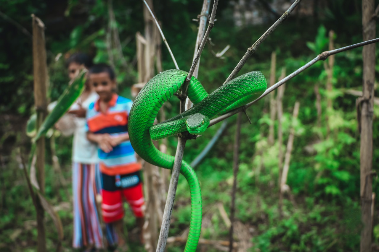 Close-Up Shot of a Venomous Green Viper Snake.jpg
