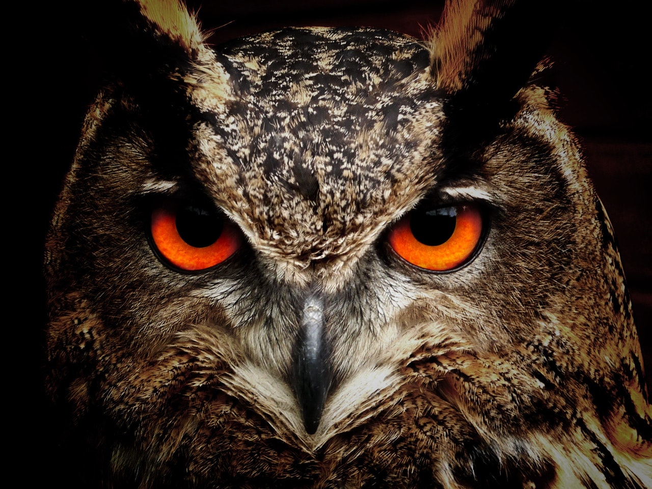 See An Owl Meaning Symbolism Of Wisdom