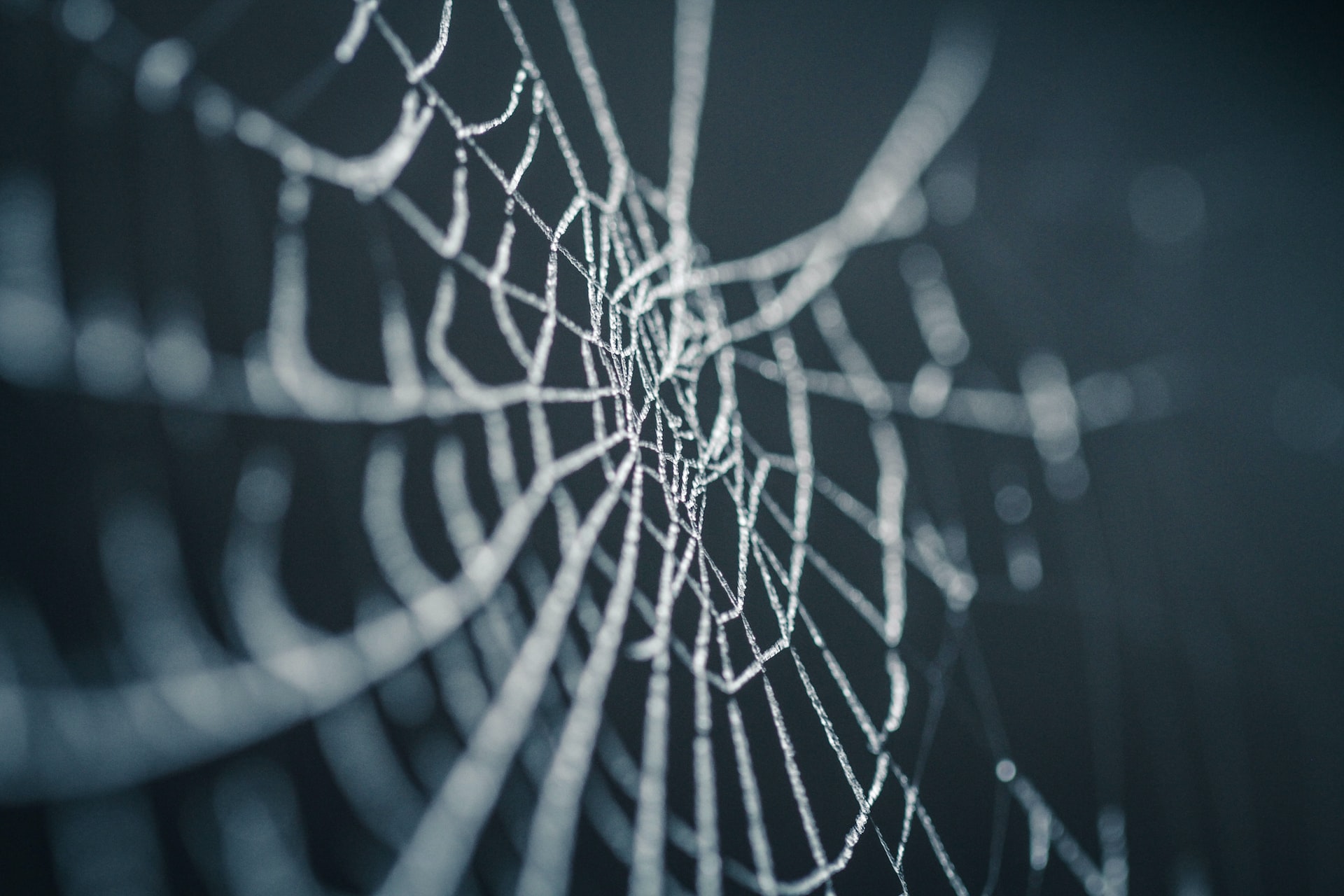 Selective focus on spiderweb