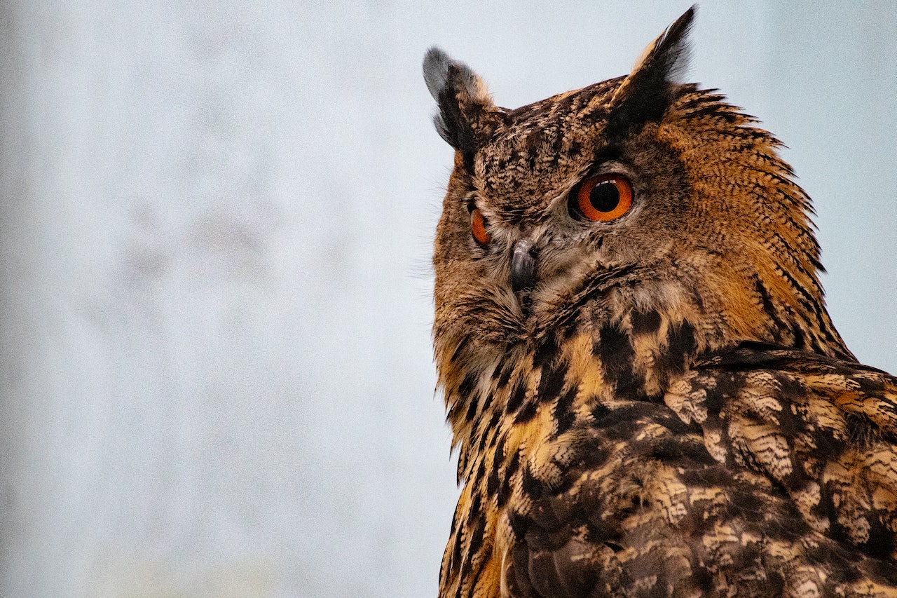 Shallow Focus Of Brown Owl