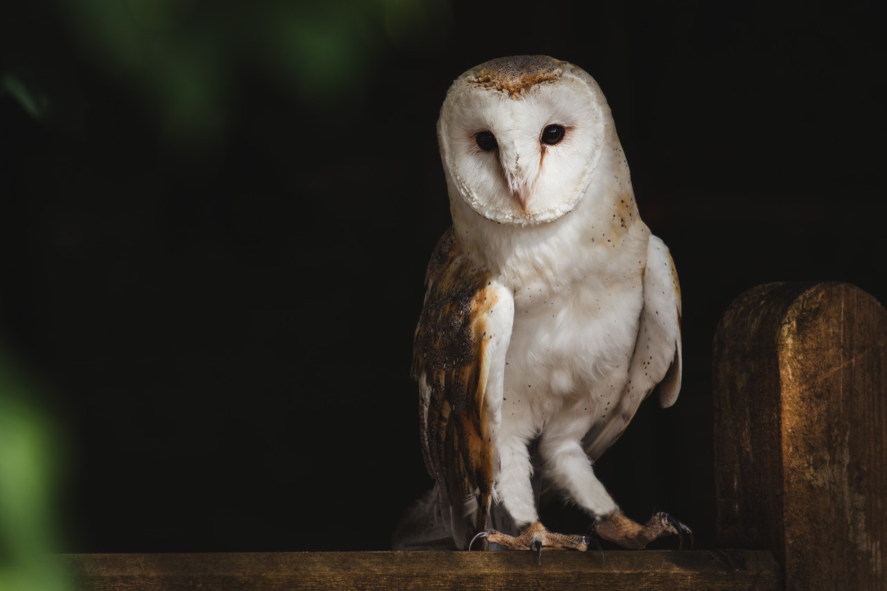 An Owl Perched on a Wooden Garden Gate