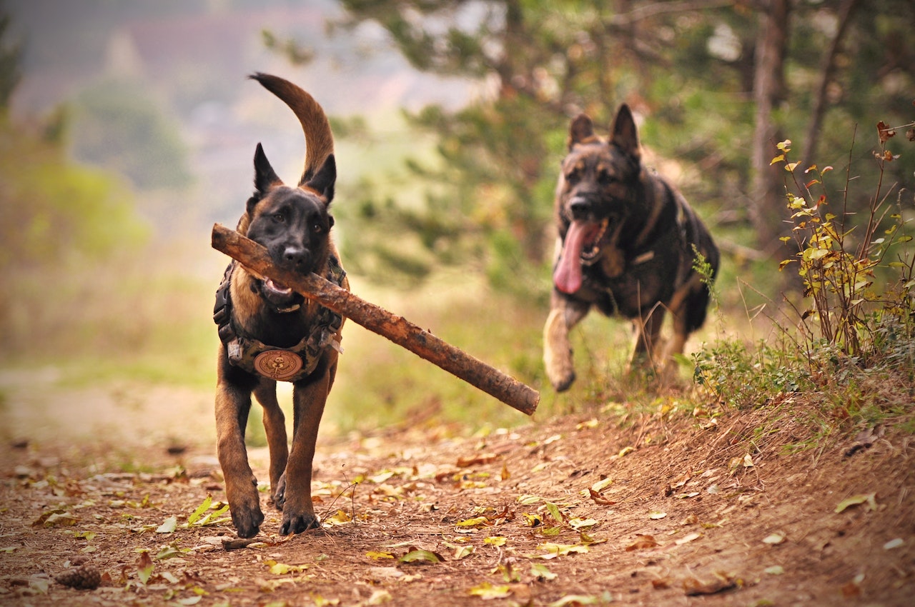 Two Adult German Shepherds Running Around The Forest