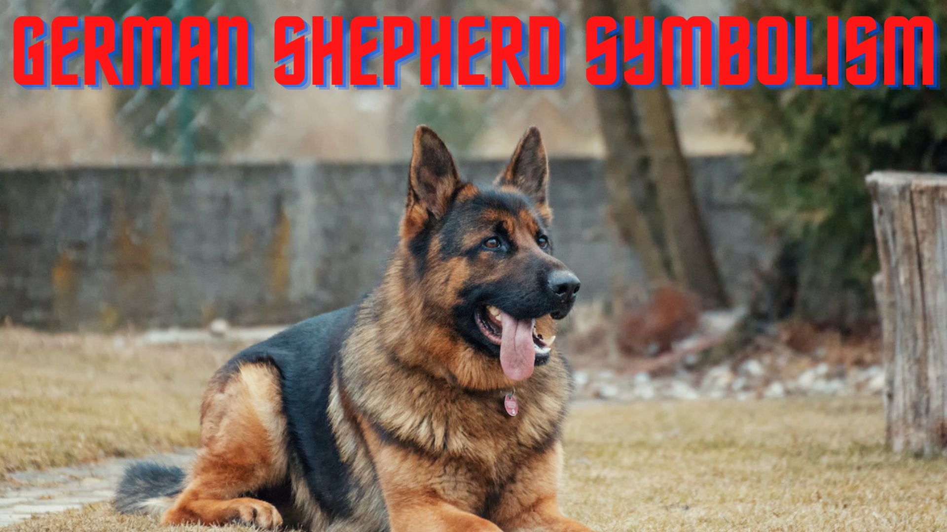 German Shepherd Symbolism - Protecting And Guarding Your Loved Ones