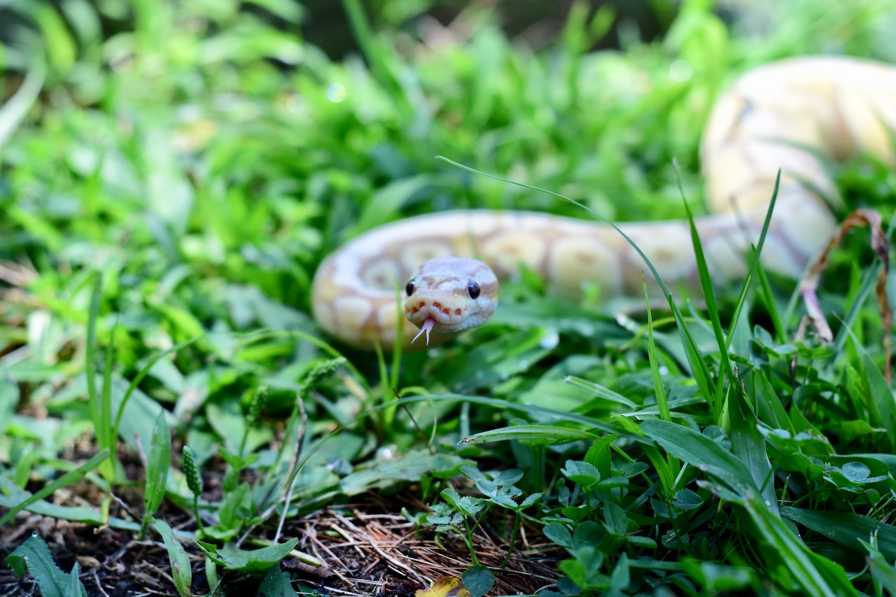 Close-up of a Snake in the Grass.jpg