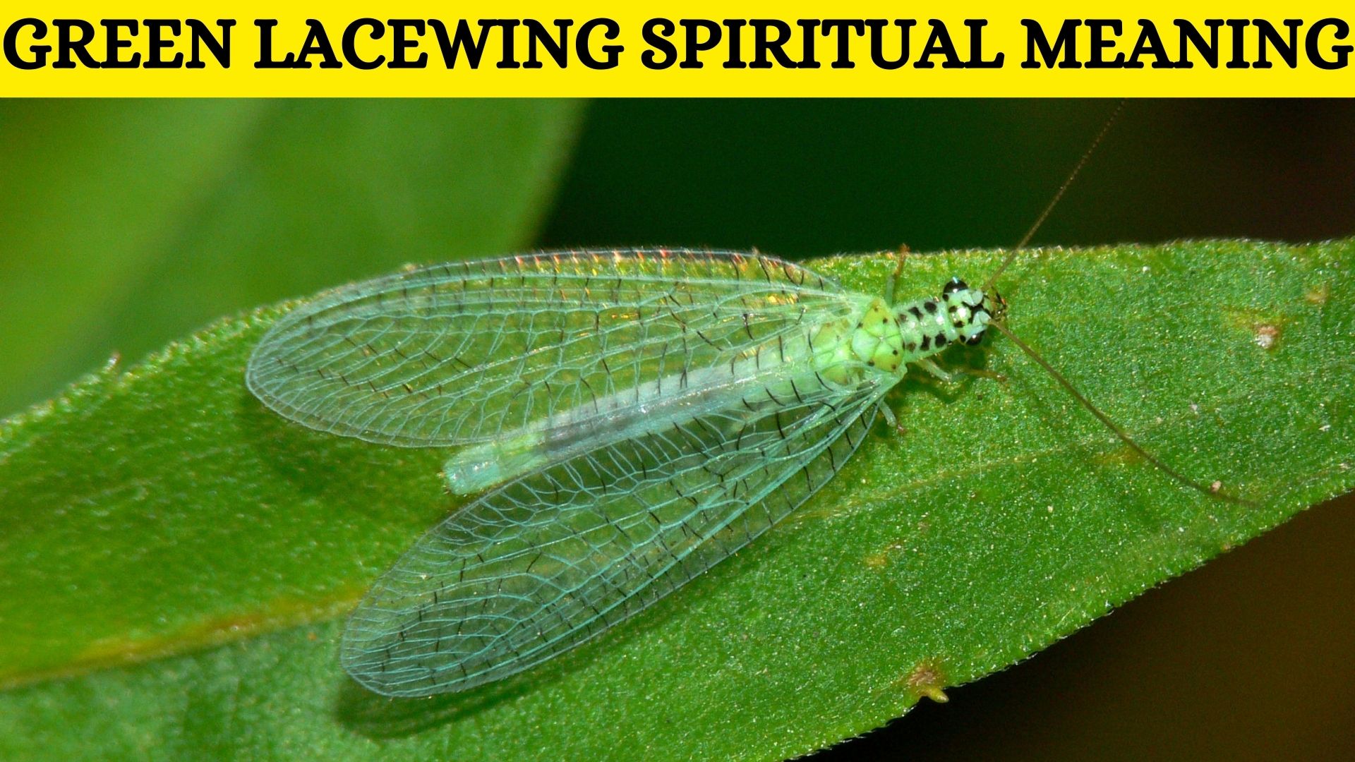 Green Lacewing Spiritual Meaning - Symbol Of Hope, Renewal, And New Beginnings