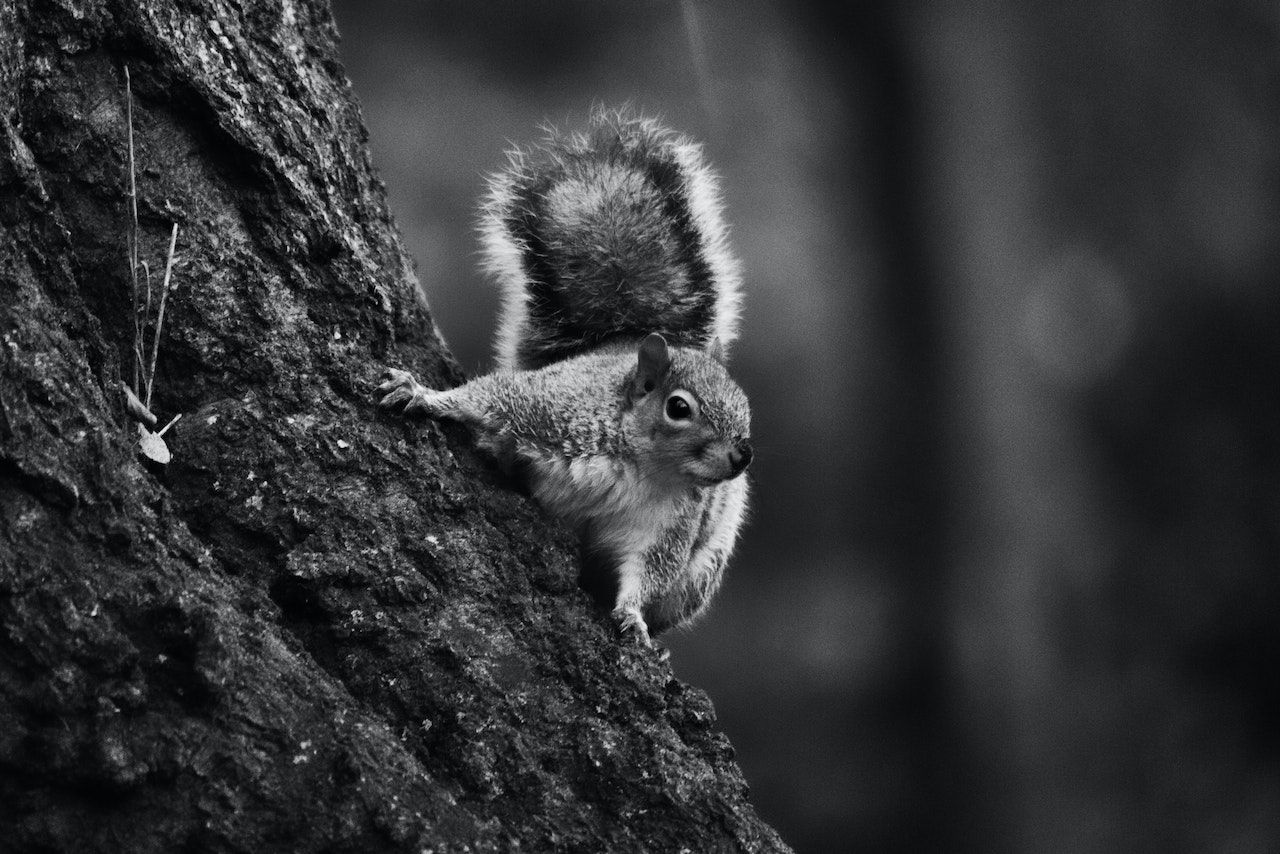Close up of a Squirrel on a Tree