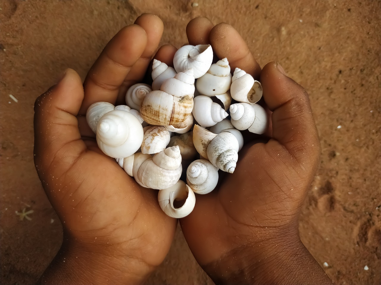 White shells on a Person's Hand