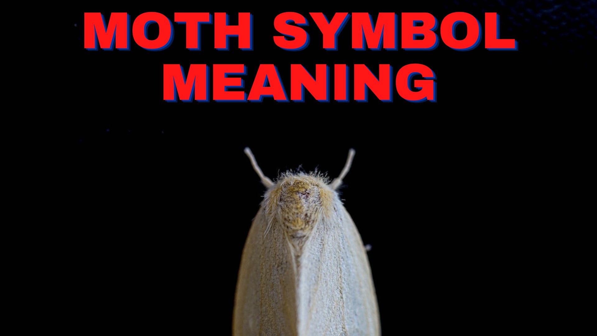 Moth Symbol Meaning - A Symbol Of Transformation