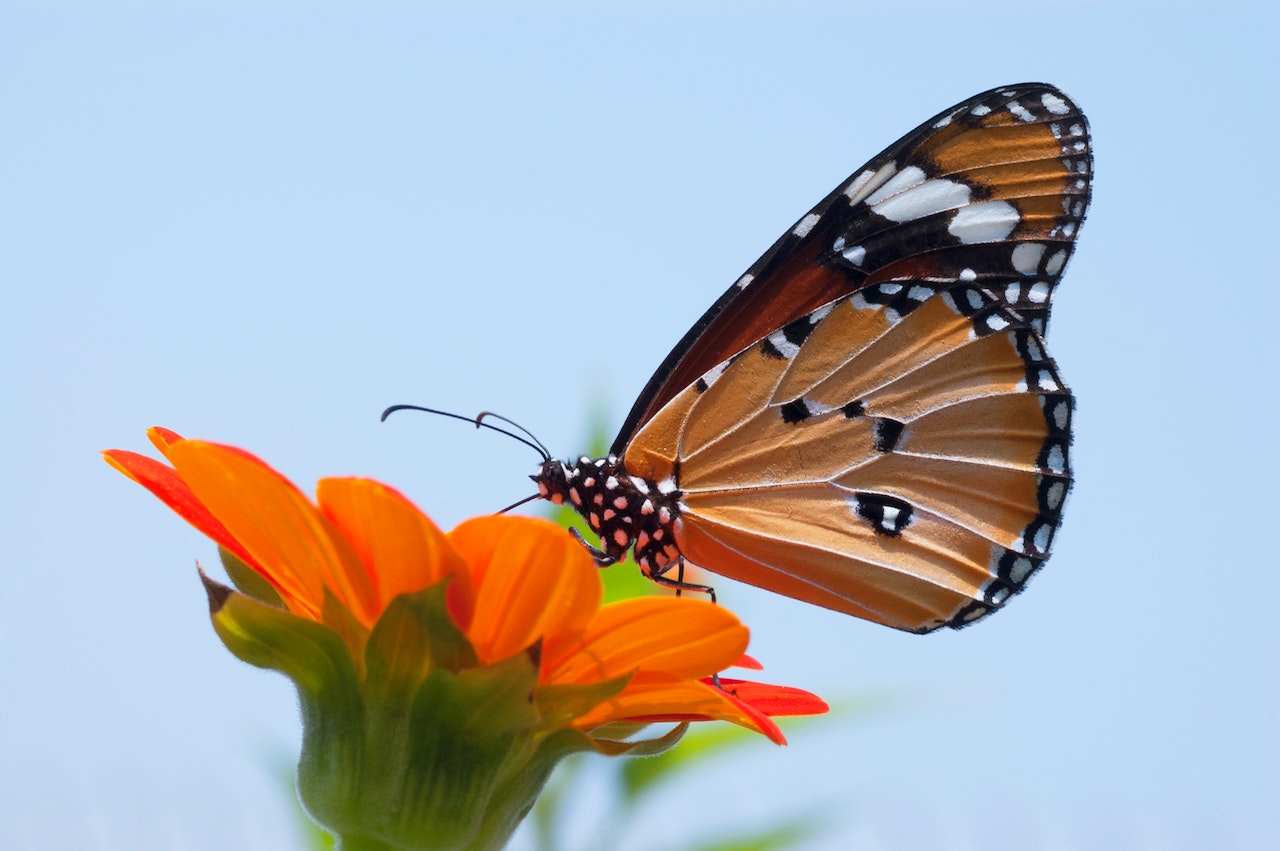  Monarch Butterfly on Top of Flower