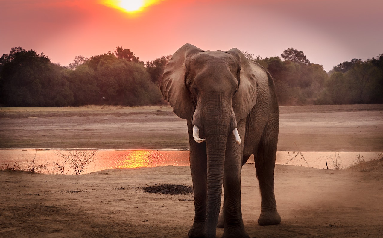 An Elephant during Golden Hour