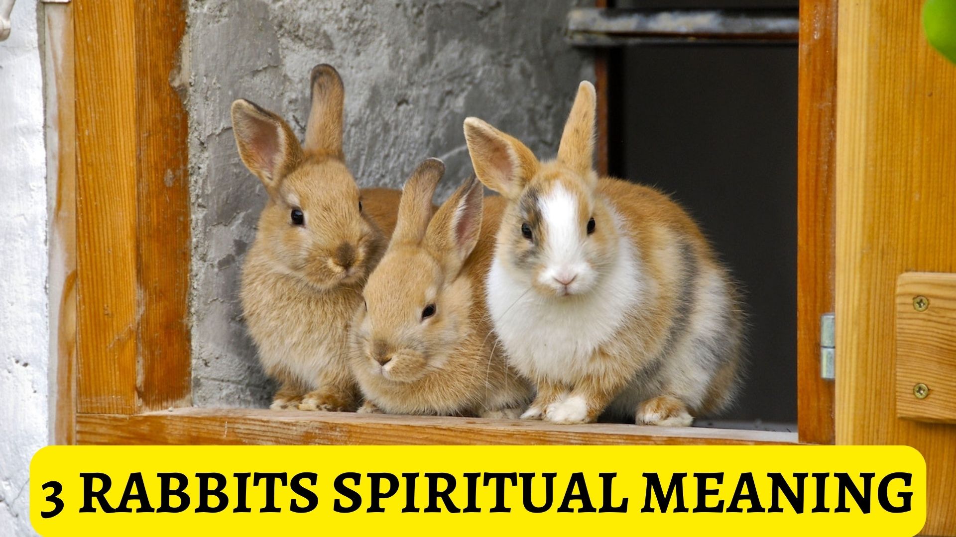 3 Rabbits Spiritual Meaning - Creativity And Prosperity